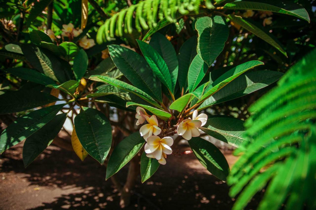 Casa Morera Fuencaliente de la Palma Eksteriør billede